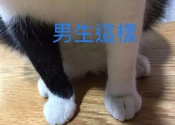 如何学会看猫咪的品相,成年猫咪如何看公母