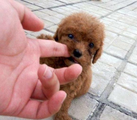 泰迪犬有这些行为说明你没有白养,泰迪犬什么都学不会怎么办