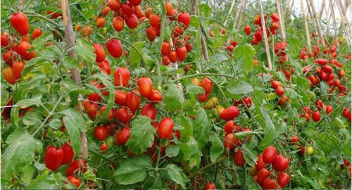 圣女果长得慢怎么办,圣女果怎么只长高不结果