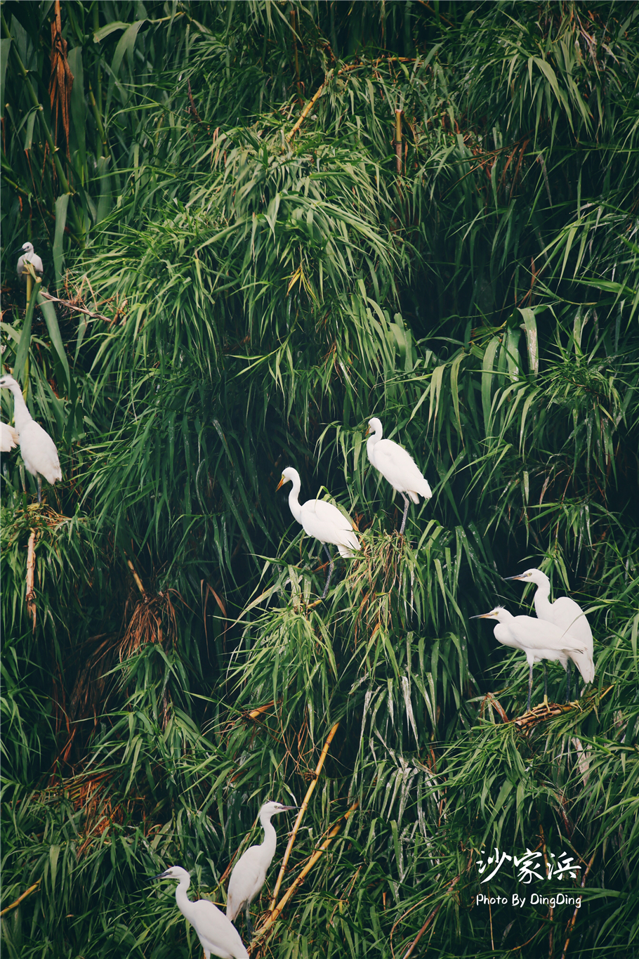 苏州红色革命旅游景点图片,苏州红色革命景点介绍视频