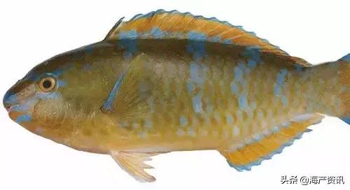 海洋科普世界上都有什么鱼,十种受欢迎的海鲜鱼类