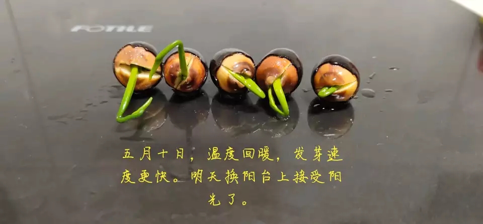 用种子栽培碗莲成长日记,碗莲与鱼在缸中栽培方法