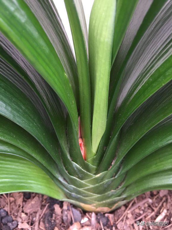 家养君子兰注意事项和养护,室内如何养君子兰具体养护方法