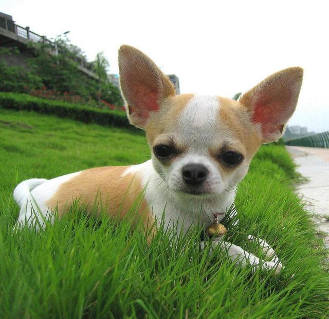 吉娃娃饲养注意事项,喂吉娃娃注意事项