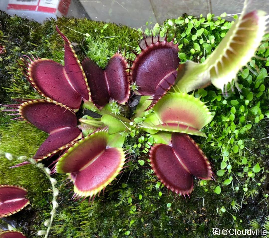 花盆里的小黑飞苍蝇怎么处理,家里养什么花最容易生小黑飞虫