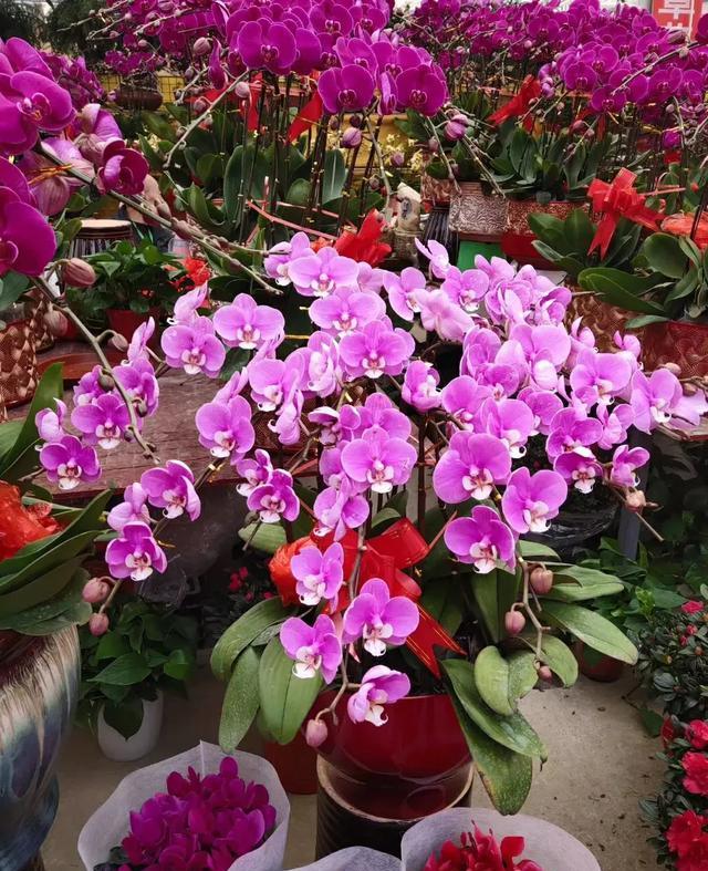 蝴蝶兰叶片发软咋回事,蝴蝶兰的叶片发软是什么原因