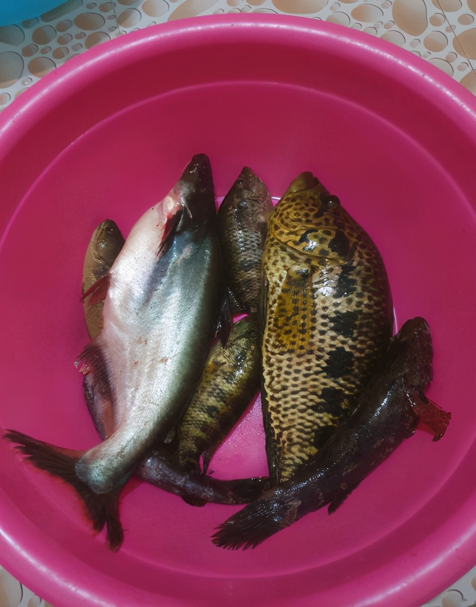 巴沙鱼观赏鱼,巴沙鱼属于物种入侵么