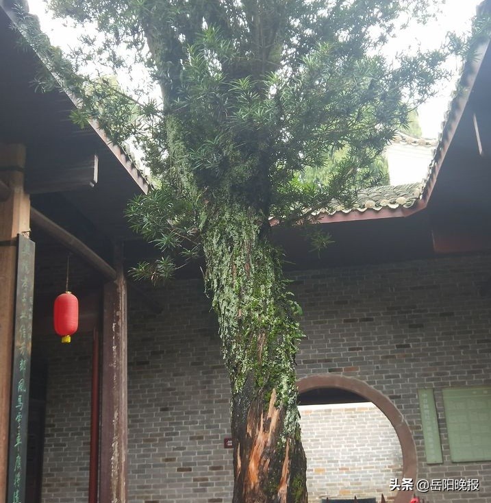 杜甫墓的真墓在哪耒阳,杜甫墓在平江县