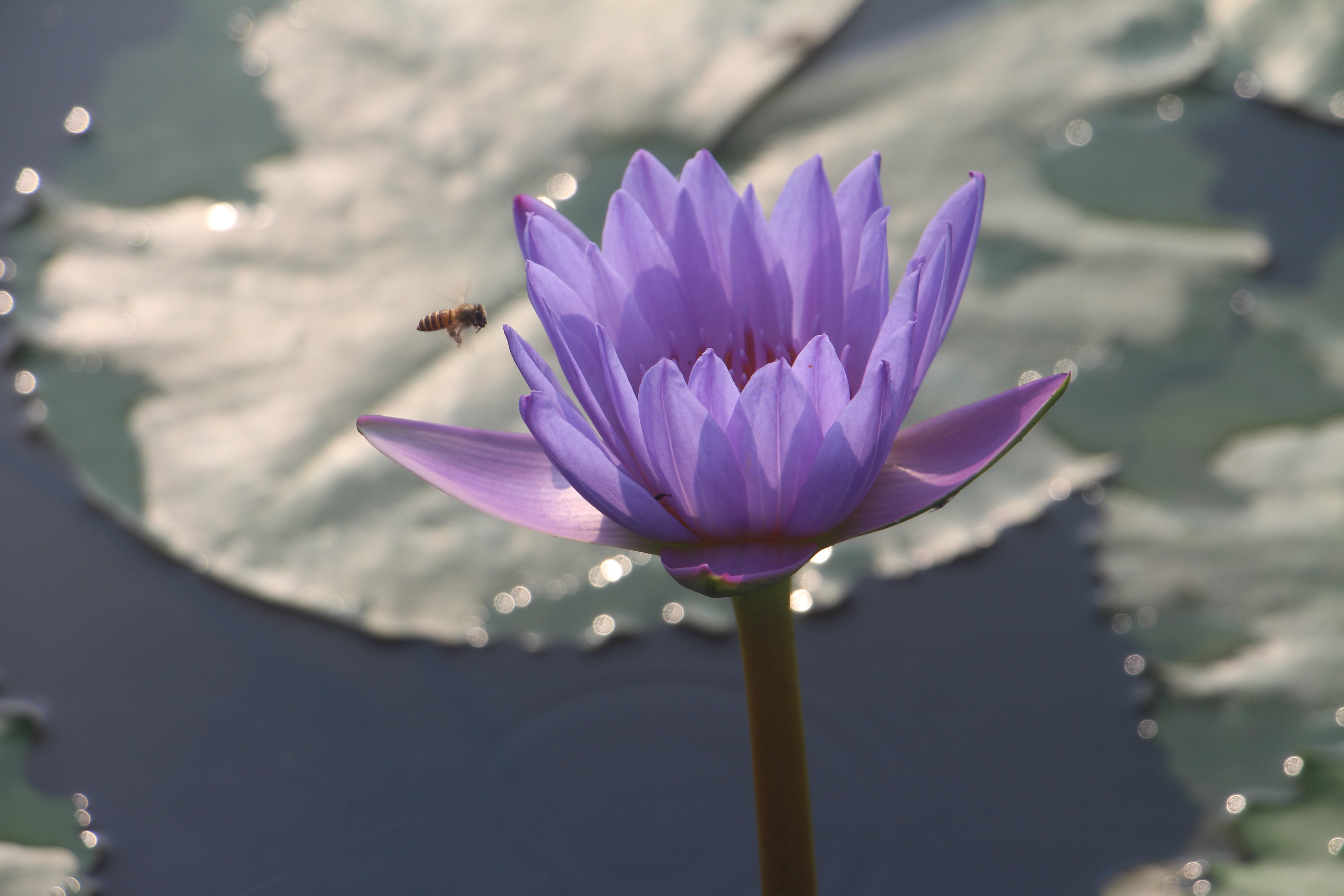 广西武宣县二塘石耇村：睡莲花开，扮靓乡村