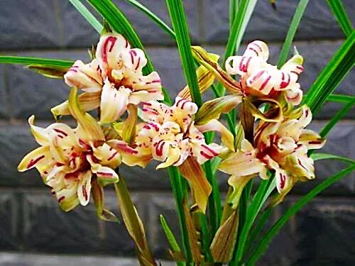 春兰天彭牡丹香味好吗,春兰天彭牡丹兰花简介