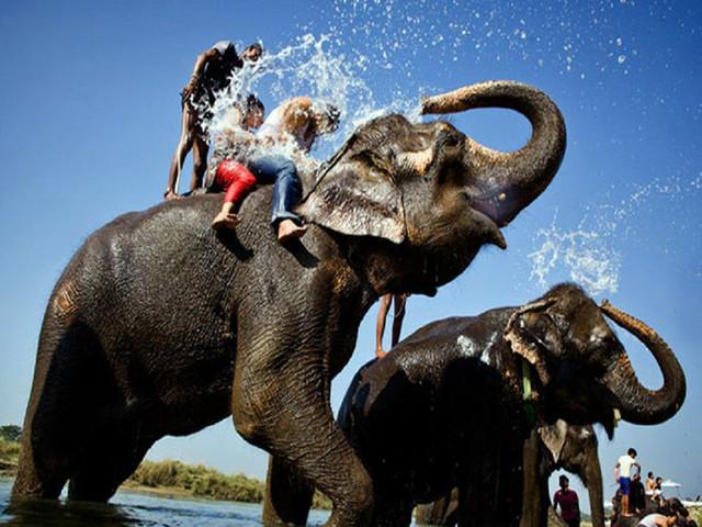 大象鼻子为什么不怕水淋,为什么大象鼻子不容易呛水