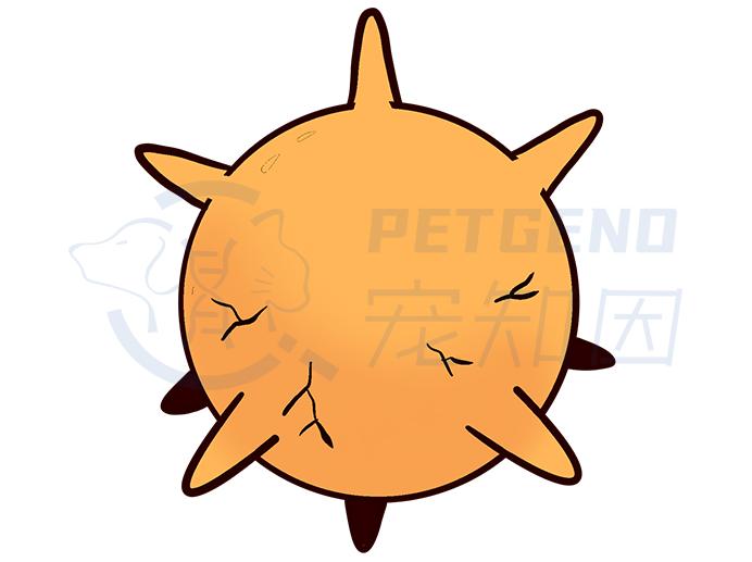 猫感染疱疹咳嗽,猫有眼屎打喷嚏怎么回事