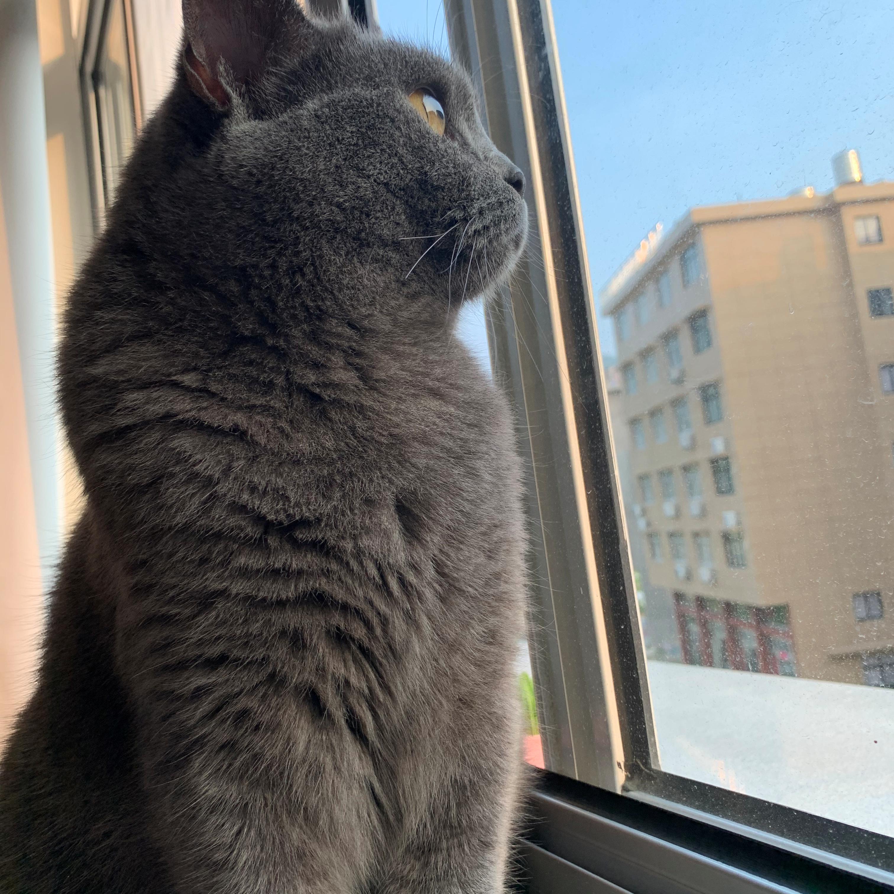 我的猫不吃益生菌怎么办,第一次给猫喂生骨肉不吃怎么办