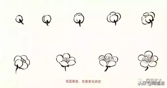 图文教程一学就会画写意菊花,零基础学画梅花教程