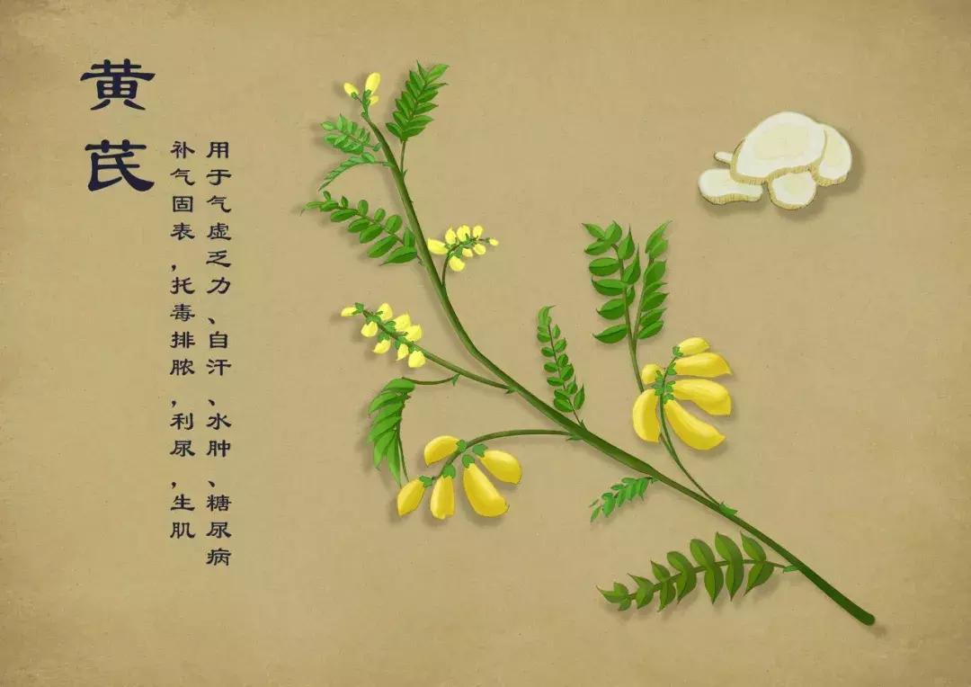 手绘中草药图片大全及功效,13岁男生手绘中草药图走红