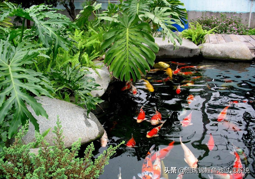 一个强大的过滤系统,一个过滤系统带多个鱼缸