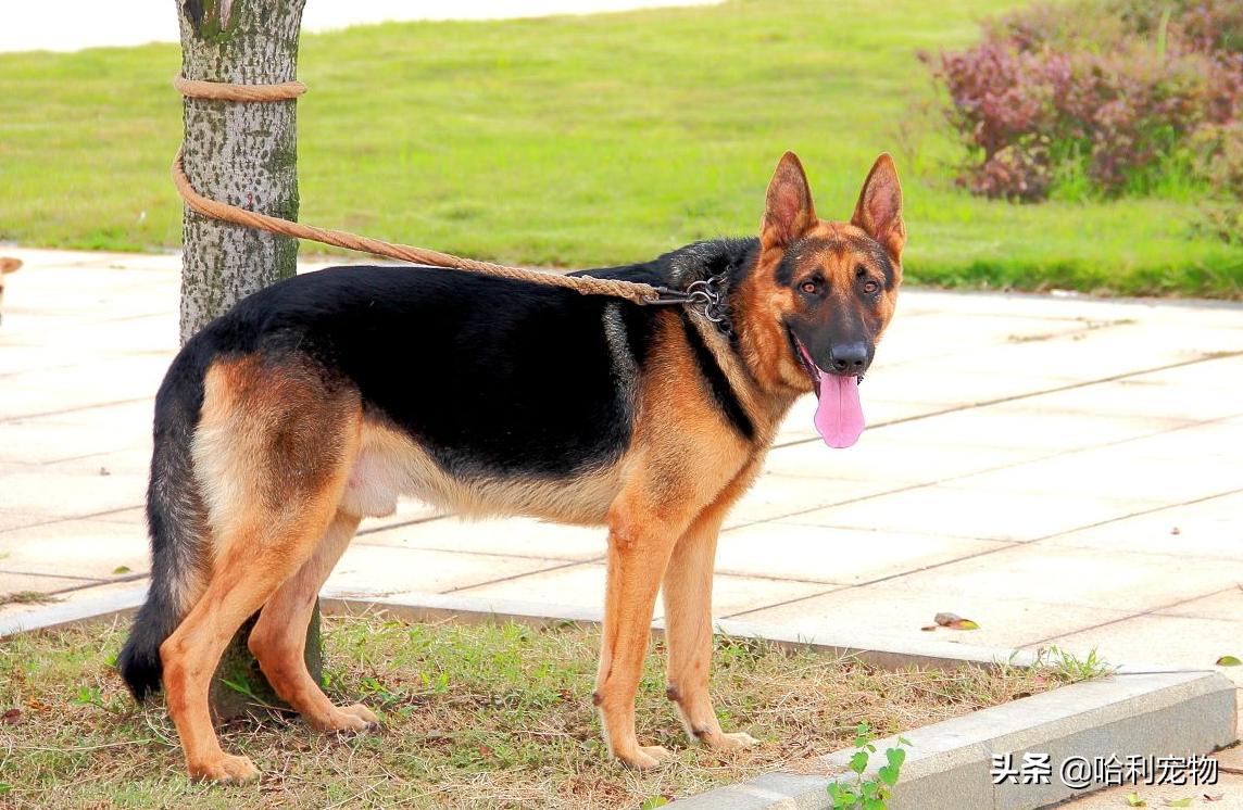 德牧还分两种？同根异枝，东德牧羊犬和西德牧羊