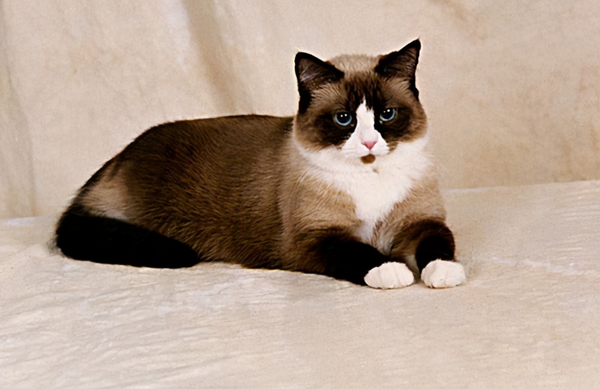 30种常见的猫,20种常见猫咪