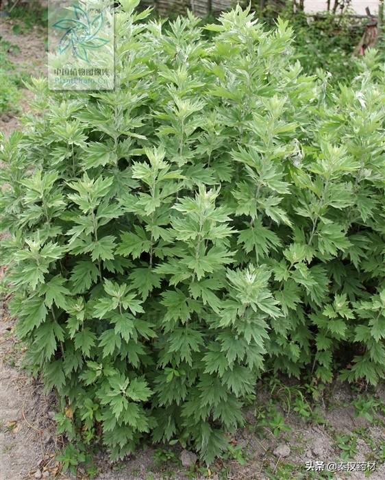 艾蒿植物,艾蒿类植物有哪些