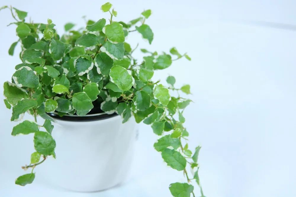 常见的榕属植物,美如画的树