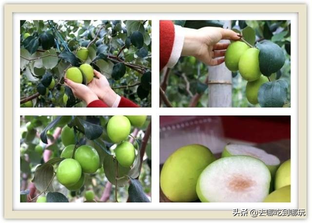 38抢从化宝趣玫瑰世界1大1小票赏春赏花赏美景不负*光春**不负卿