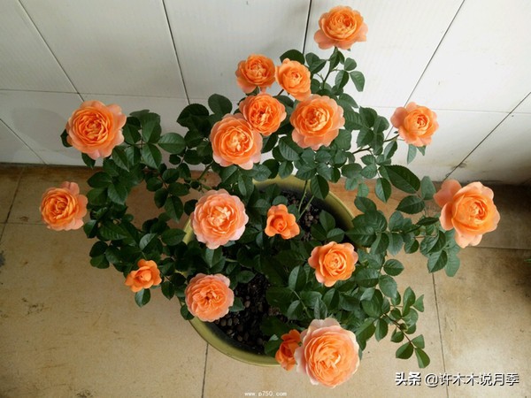 推荐一下多头月季花,100种月季品种大全