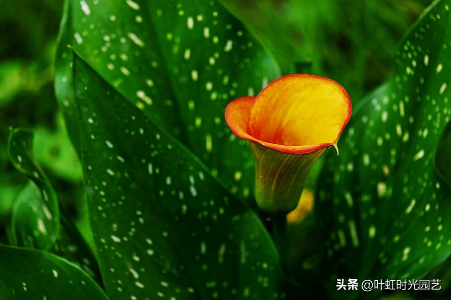 五彩马蹄莲花期后一直放盆里行吗,马蹄莲的开花后养殖方法彩色