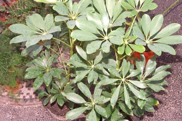 鸭掌木叶子发黄掉叶怎么回事,鹅掌木叶变黄掉叶怎么补救