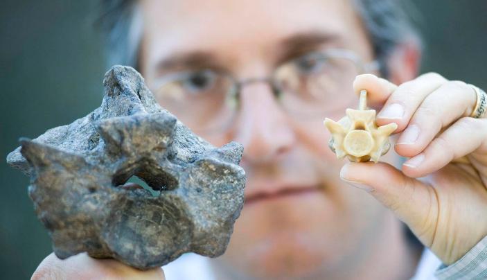 世界上最猛的蛇是不是黄蟒蛇,世界上体型最长的的八大蛇