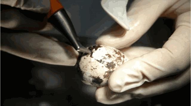 产蛋率高的鹌鹑推荐,产蛋率95