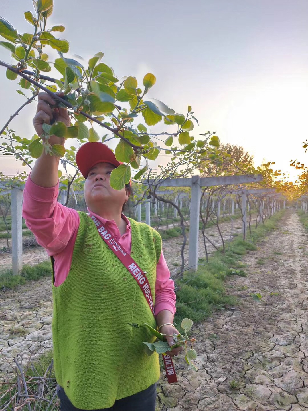 猕猴桃抹芽技术要点,猕猴桃幼树抹芽方法视频