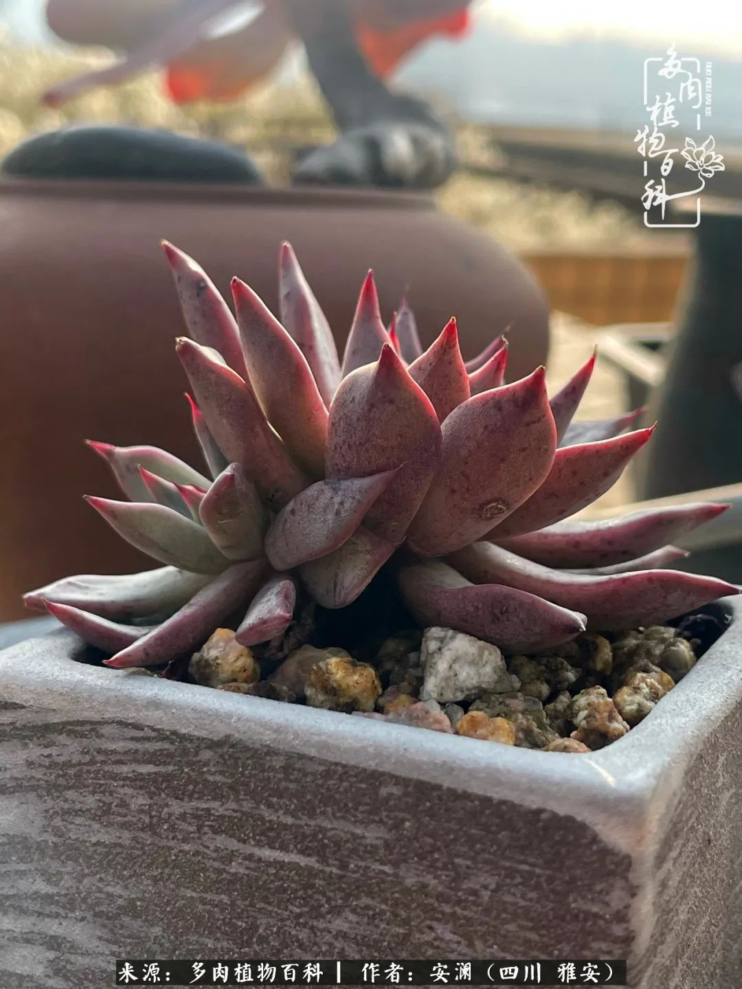 小仙女的阳台多肉,绝美多肉阳台