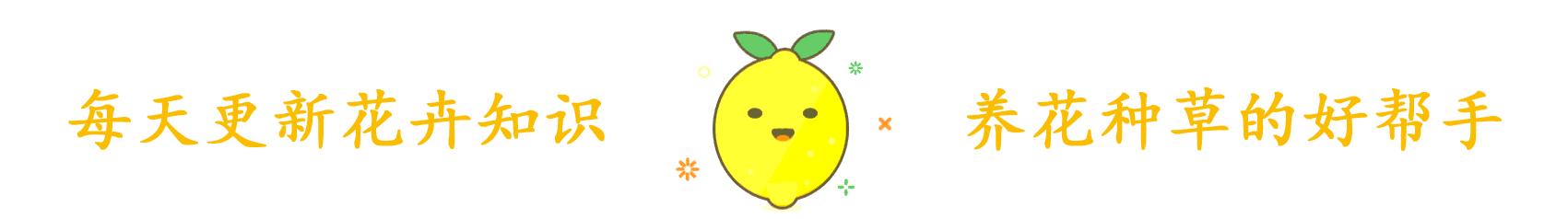 农村山上长的葛根能做药材吗,农村的一种野草根像人参