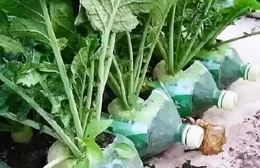 中国的种菜天赋要多离谱,中国种菜天赋惊呆外国人解说