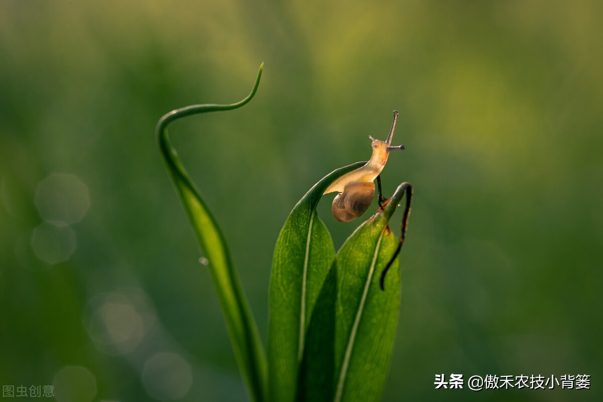 种植蔬菜蜗牛很多怎么办,蔬菜上的蜗牛用什么方法治