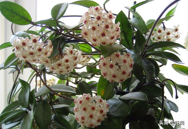 球兰养护，只要注意这6点，谁都可以轻松养到花开满枝