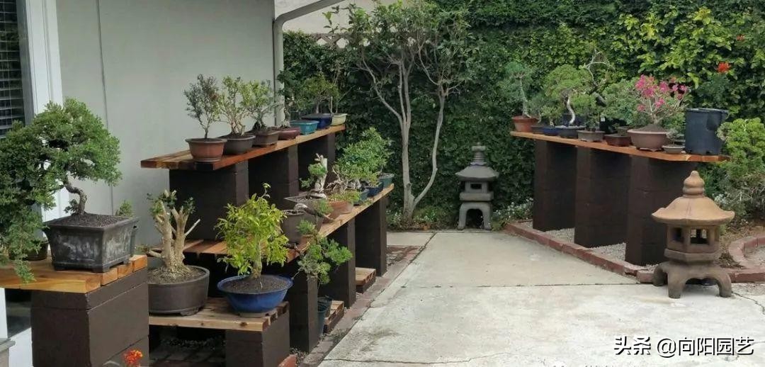 盆景应该怎么养才好看,盆景新手入门知识盆景的基本属性