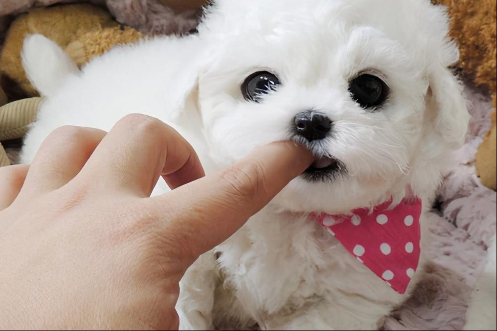 养了狗狗之后不喜欢交朋友,养了比熊不想养其他狗