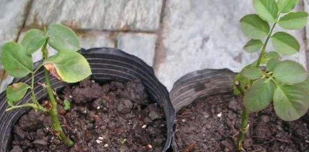 七彩月季扦插时间与方法,扦插月季怎么看出来品种