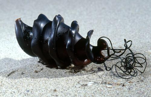 冷知识精选1,苦瓜的冷知识大全