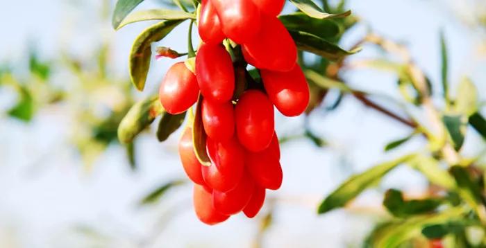 糖尿病高血压能吃枸杞吗,糖尿病人吃枸杞血糖会升高吗