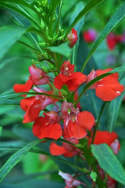 100种常见观叶植物图鉴史上最全,农村常见的100种植物