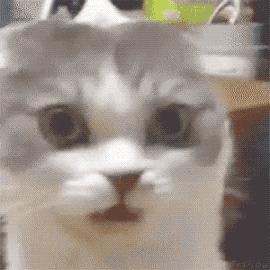 闻臭鞋、舔臭脚，猫主子是什么毛病