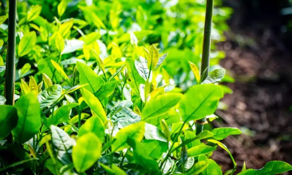 杭州攻略7大必去景点,杭州旅游攻略建议去和不建议去