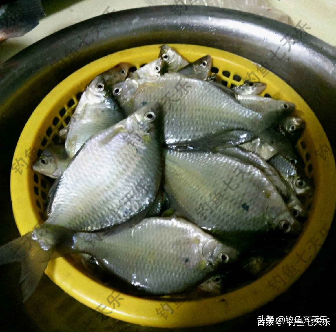 鳑鲏攻击性强不强,鳑鲏鱼攻击性强为什么老互相打架