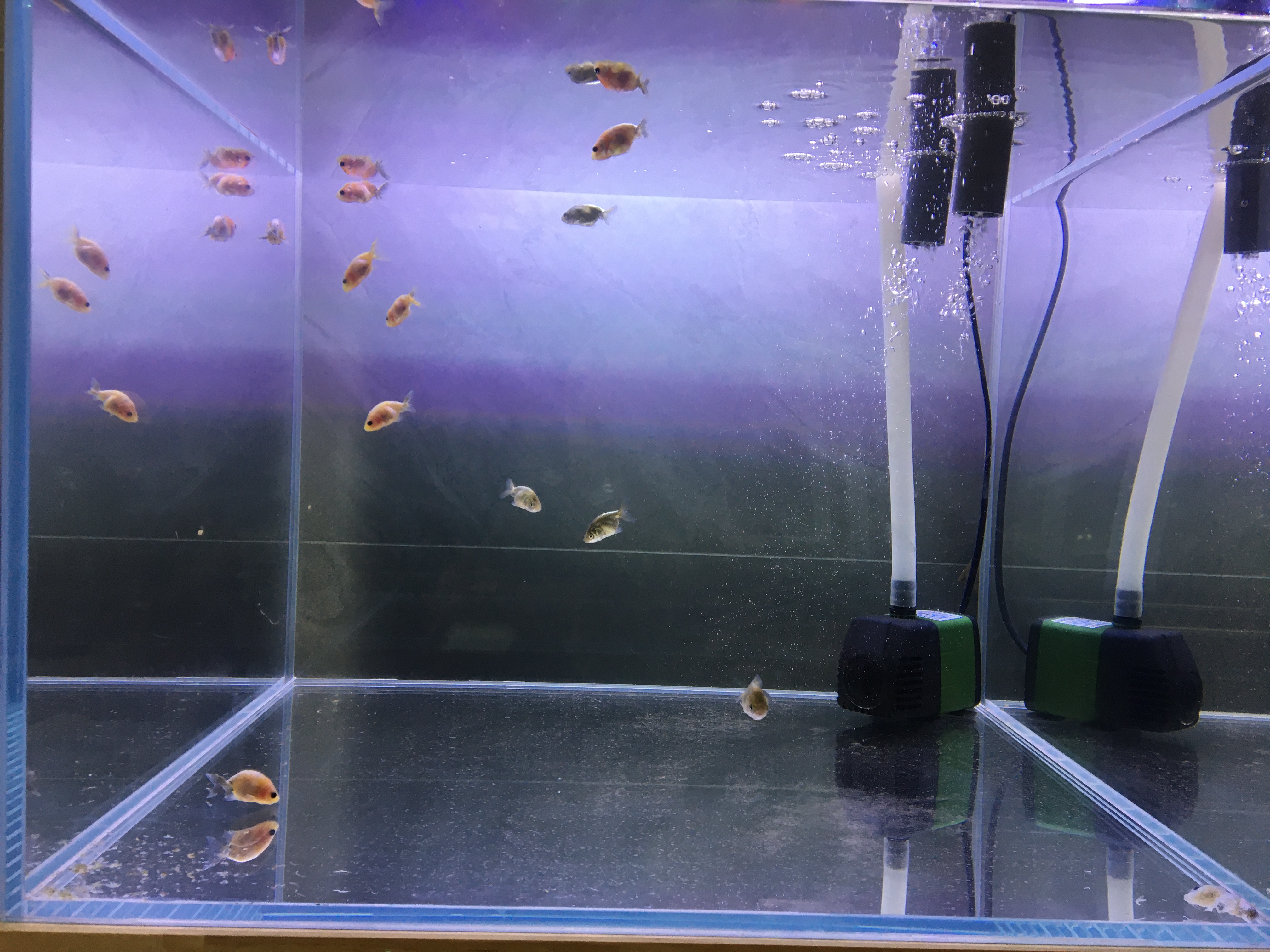 底滤鱼缸喂鱼需要停过滤系统吗,鱼缸单纯过滤几天能不能直接放鱼