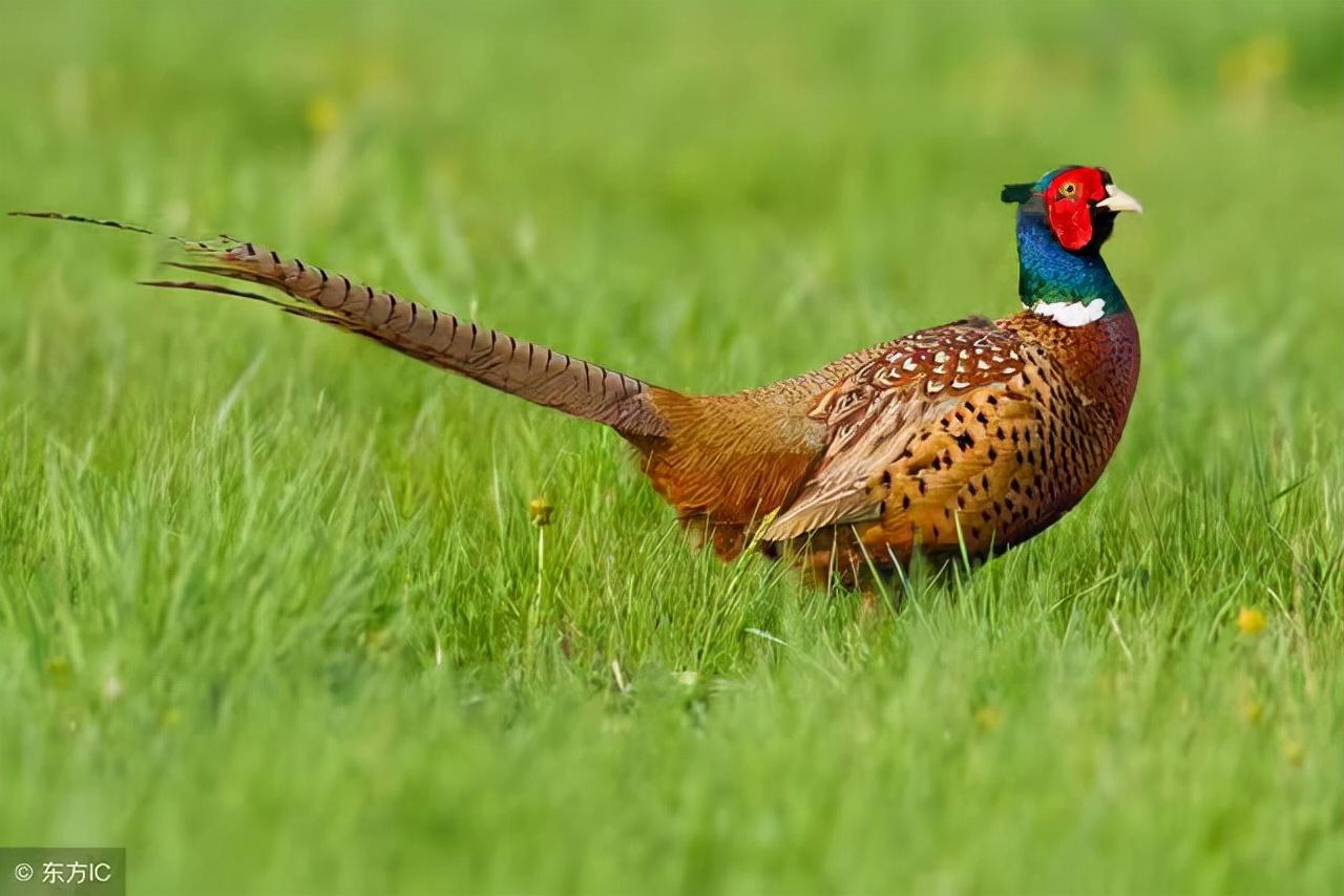 自从被人砍断了腿,笨笨再也抓不到野兔、野鸡和狸猫了