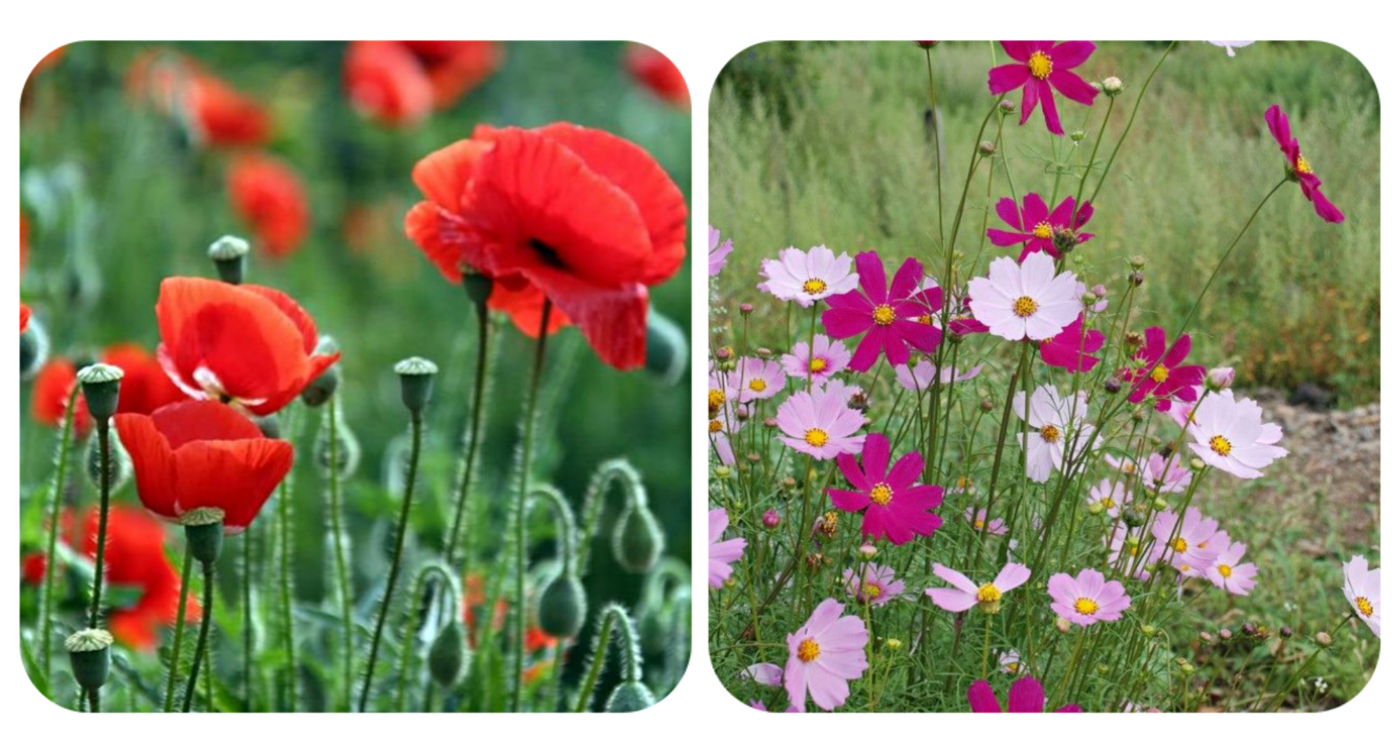 绿化带常见植物名称及图片,100种绿化带或路边常见的花草