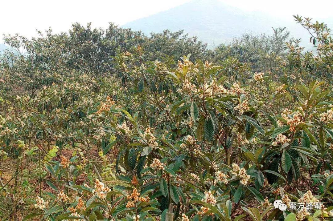 外国蜂蜜靠谱吗,国外蜂蜜与国产的蜂蜜有什么区别