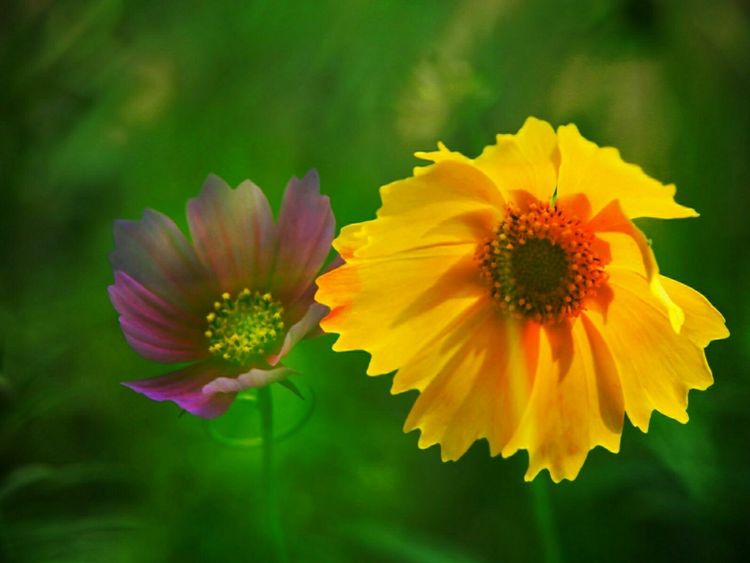 原创蝴蝶恋花,蝶恋花蝴蝶原唱